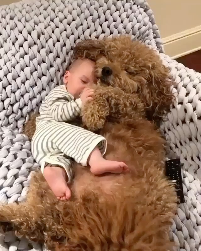 犬と赤ちゃんのいる生活 Magmoe