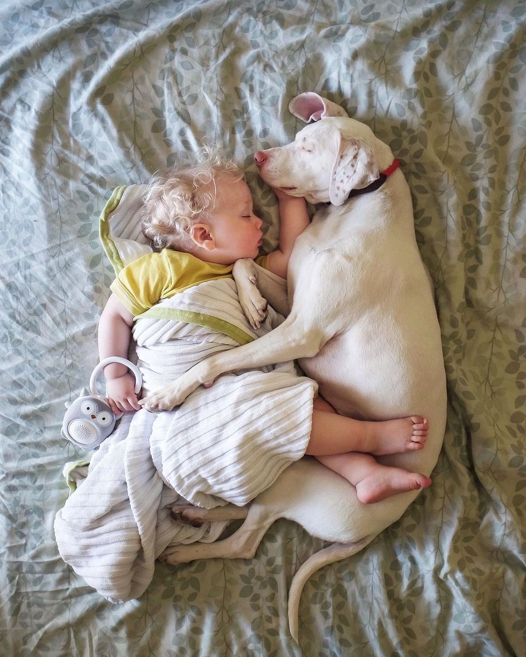 赤ちゃん 犬ほどの癒し効果は他にない ベッドですやすやと一緒に眠る姿は見ているだけで平和な気分に Wellettas のアカウントをチェックして 彼らの成 Magmoe